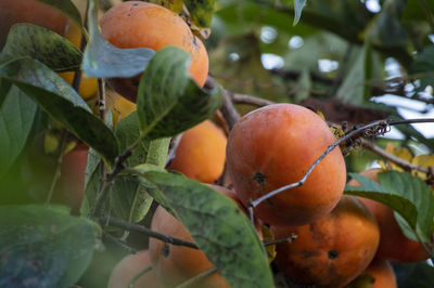 Close-up of fruits on tree