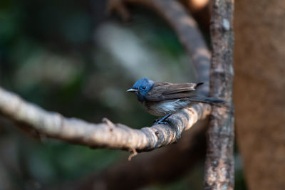 Close-up of bird perching on branch