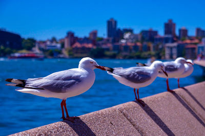 Seagulls perching on retaining wall by sea