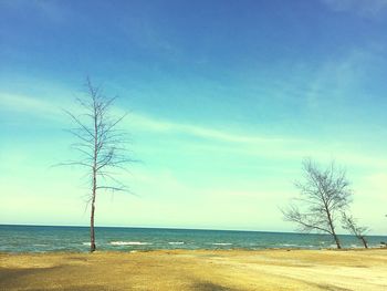 Bare tree on beach against blue sky