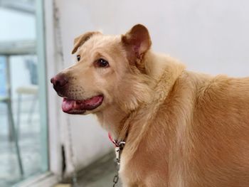 Close-up of dog looking away