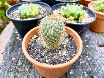 High angle view of potted plants in pot