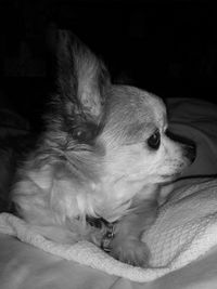 Close-up of dog lying down on bed at home