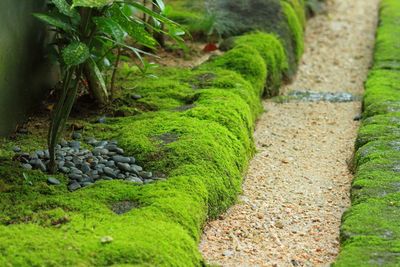 Moss growing on tree trunk