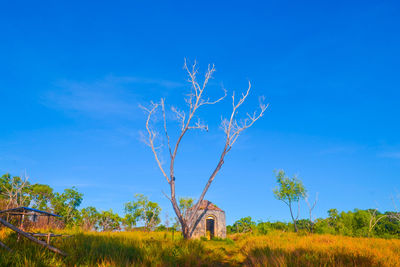 Plants growing on land against blue sky