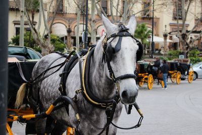 Horse cart on street in city