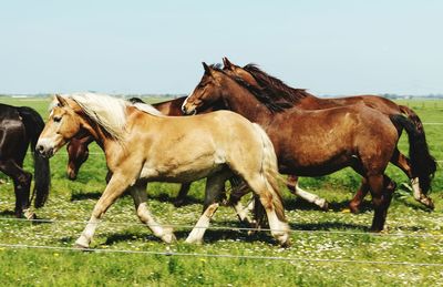 Horses standing on field against sky