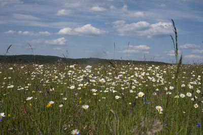 Scenic view of flowering plants on field against sky