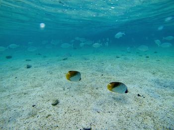 Fish swimming in sea