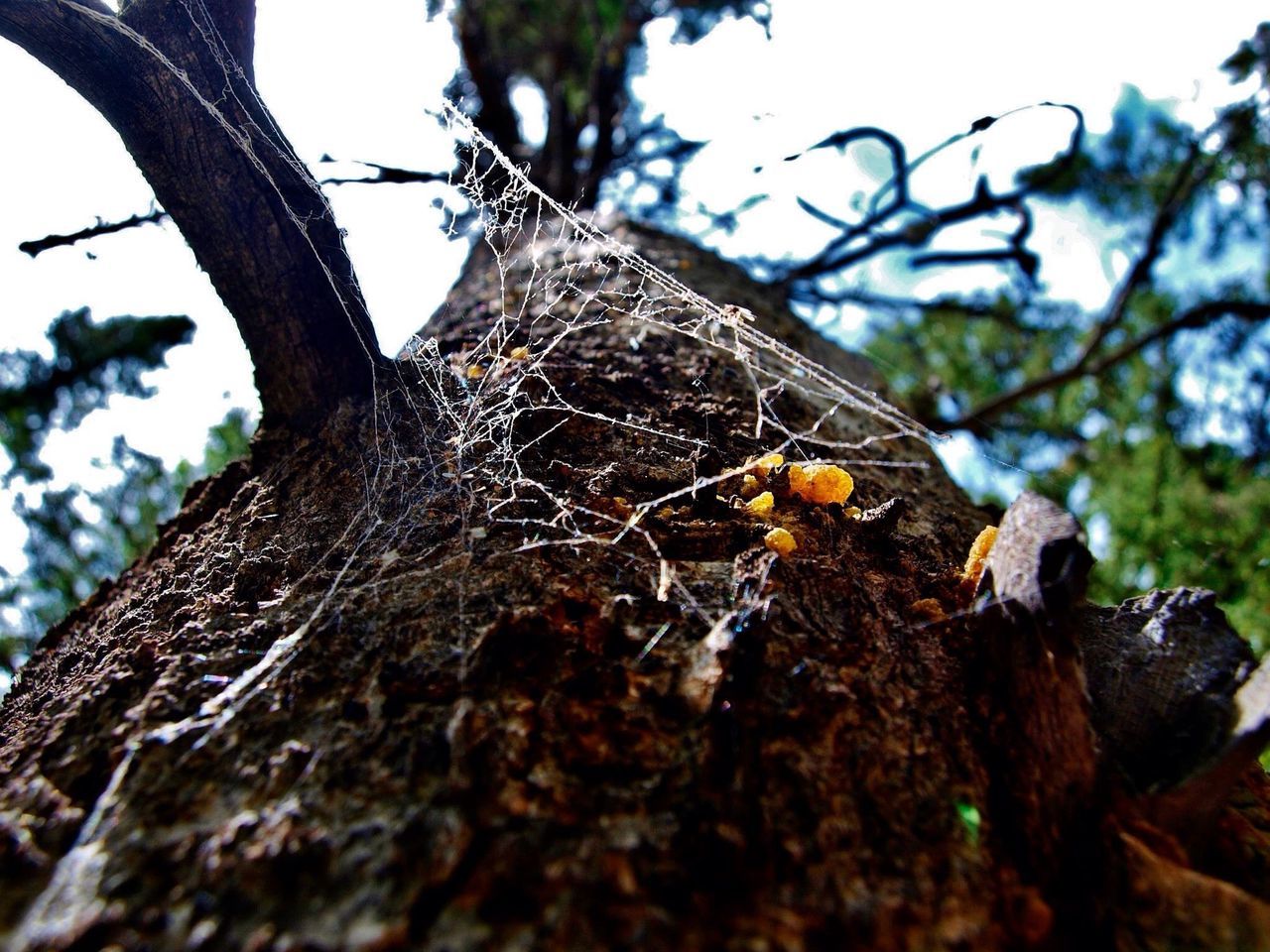 tree, branch, focus on foreground, low angle view, water, nature, growth, close-up, sky, tranquility, tree trunk, day, outdoors, twig, no people, plant, beauty in nature, leaf, reflection, selective focus