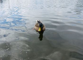 High angle view of duck swimming in lake