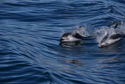 Two white-sided dolphins breach the surface of the ocean