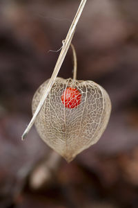 Close-up of strawberry hanging on plant
