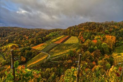 Scenic view of vineyard against sky