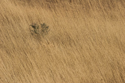 Full frame shot of a wood