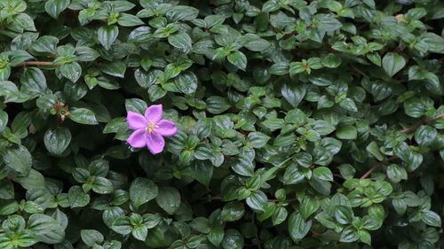 Close-up of purple flowering plants