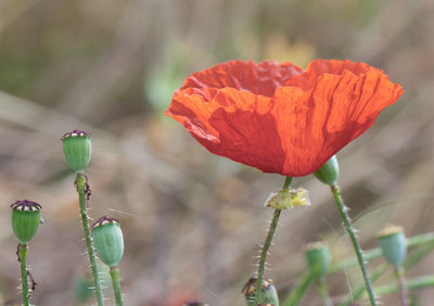 Close-up of red flower