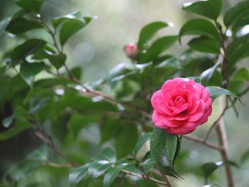 Close-up of pink rose blooming outdoors