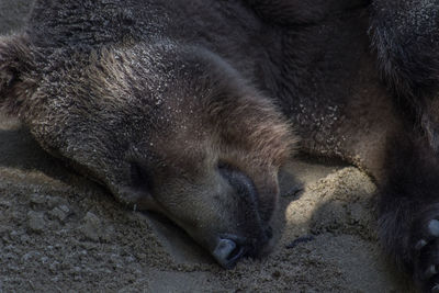 Close-up of dog sleeping