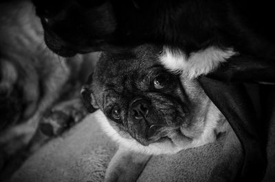 Close-up portrait of dog at home