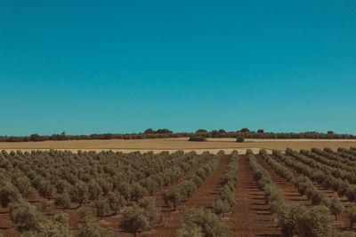 Scenic view of agricultural field against clear blue sky
