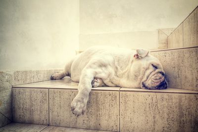 View of a dog sleeping on floor against wall