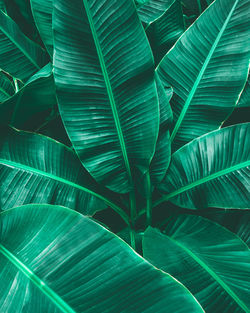 Closeup nature view of tropical banana leaf background, dark green wallpaper concept.