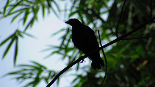 Low angle view of birds perching on branch