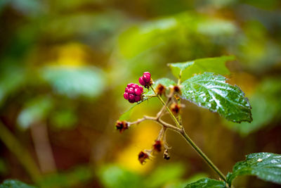 Close-up of pink flowering plant