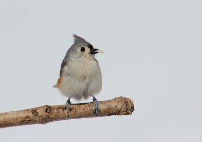 Low angle view of bird perching on branch against clear sky