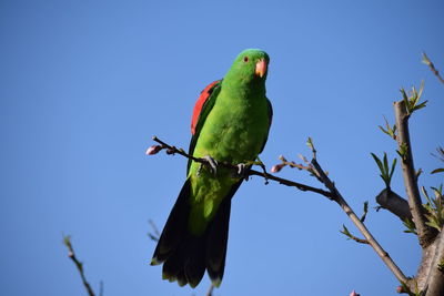 Low angle view of parrot perching on tree against sky