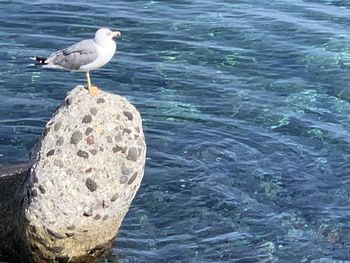 Seagull perching on rock in sea