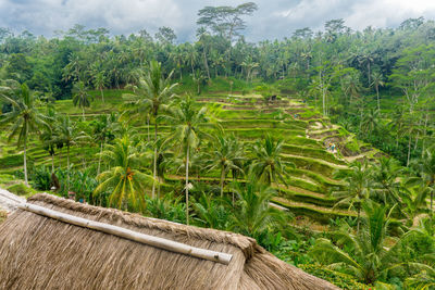 Scenic view of farm against sky