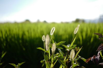 Close-up of stalks against blurred landscape
