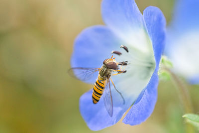 Close-up of bee pollinating on purple flower