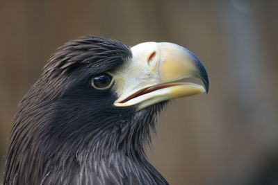 Close-up of a bird