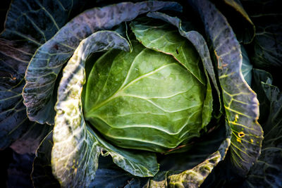 High angle view of fresh green leaves