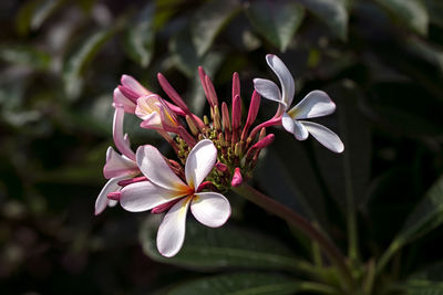 Close-up of white flowering plant
