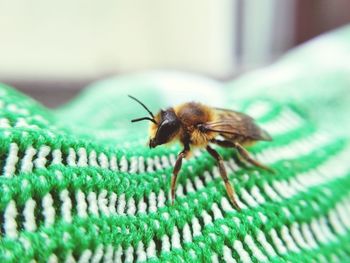 Close-up of insect