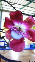 Close-up of purple flower
