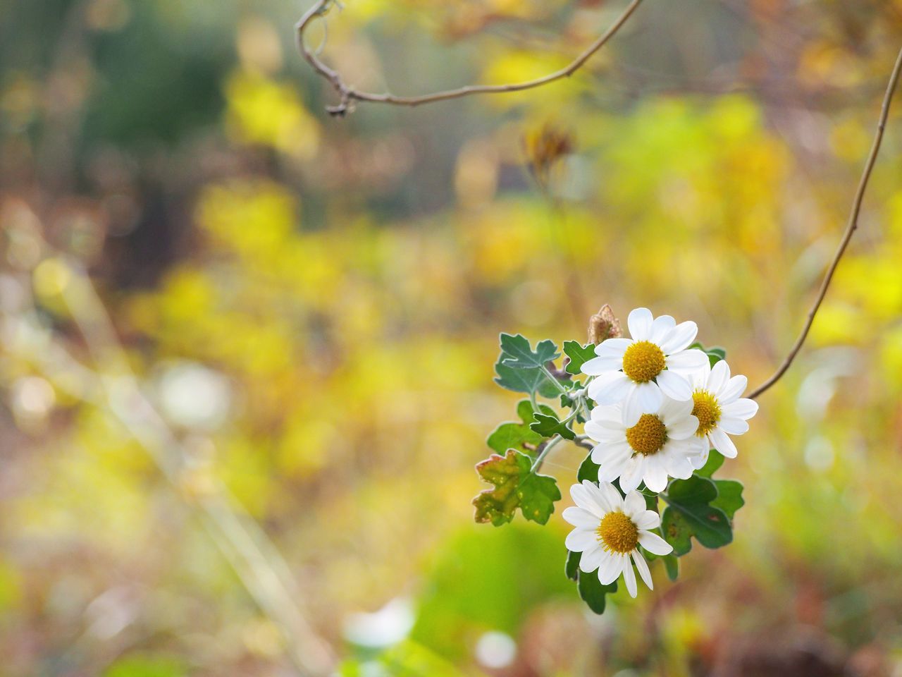 flower, nature, fragility, focus on foreground, growth, beauty in nature, day, outdoors, no people, plant, close-up, tree, freshness, flower head