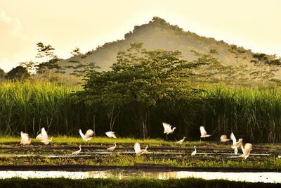 Flock of birds on field by lake against sky