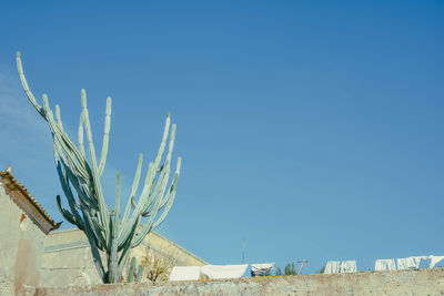 Cactus plant against clear blue sky