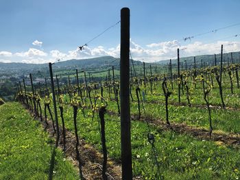 Scenic view of vineyard against sky