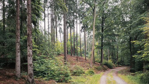 Pine trees in forest