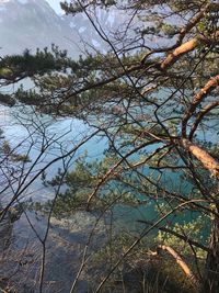 Trees by lake against sky