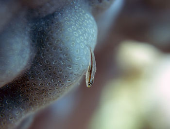 A toothy goby - pleurosicya mossambica - in the red sea, egypt