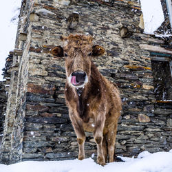 A cow in the snowy georgian mountains.