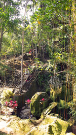 Plants and trees in forest