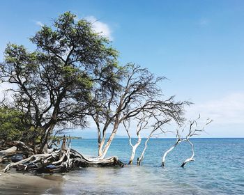 Tree by sea against sky